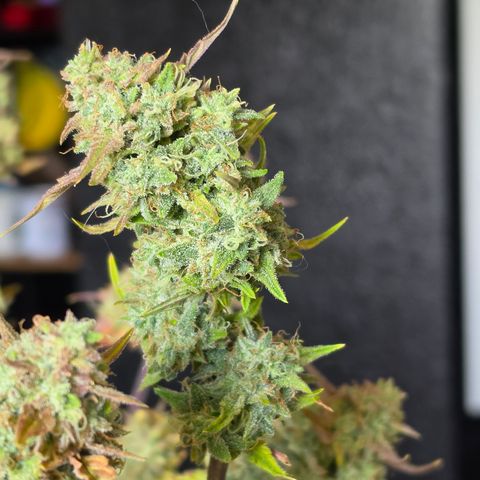 Gold Glue growlog timeline photo