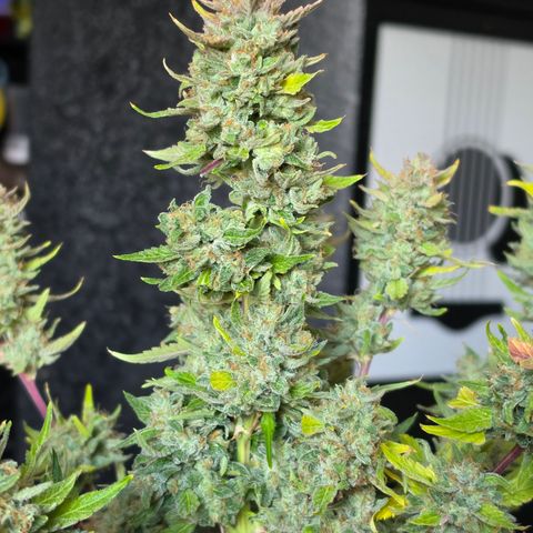 Gold Glue growlog timeline photo