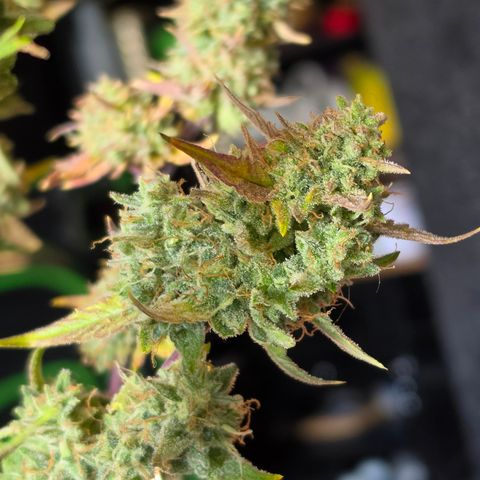 Gold Glue growlog timeline photo
