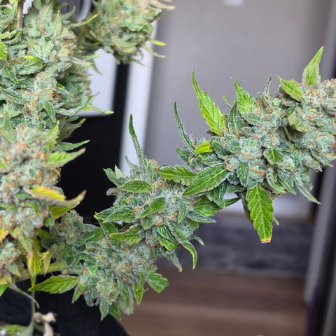 Gold Glue growlog timeline photo
