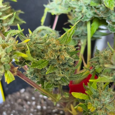 Gold Glue growlog timeline photo