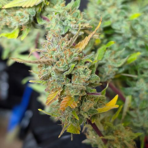Gold Glue growlog timeline photo