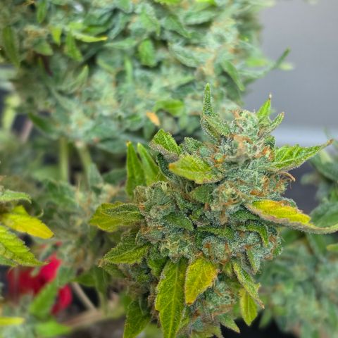Gold Glue growlog timeline photo
