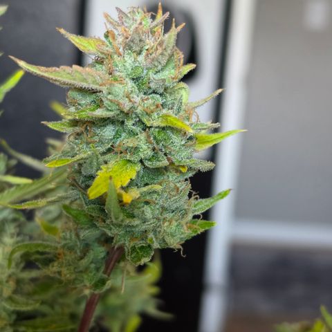 Gold Glue growlog timeline photo