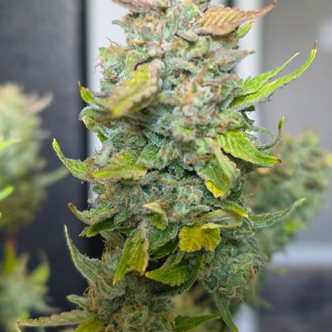 Gold Glue growlog timeline photo