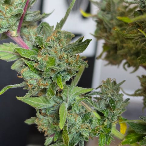 Gold Glue growlog timeline photo