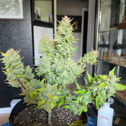 Gold Glue growlog timeline photo