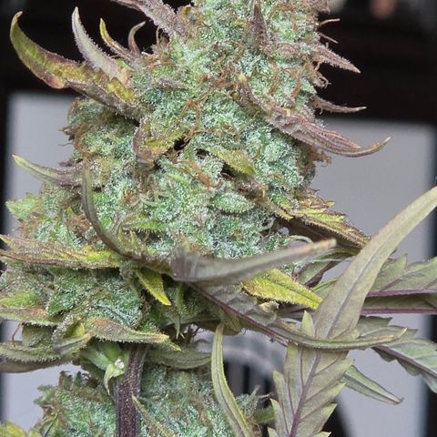Gold Glue growlog timeline photo