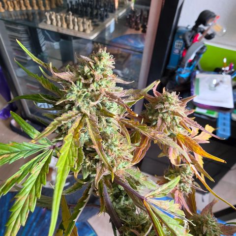 Gold Glue growlog timeline photo