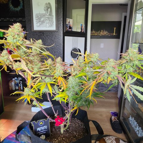 Gold Glue growlog timeline photo