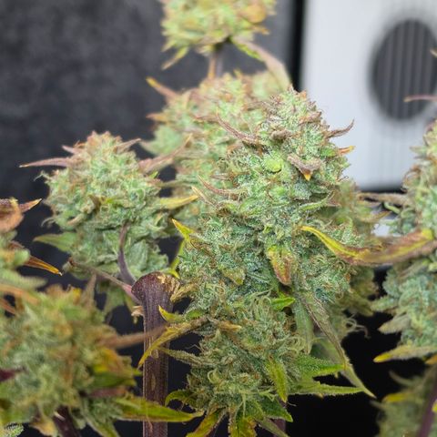 Gold Glue growlog timeline photo