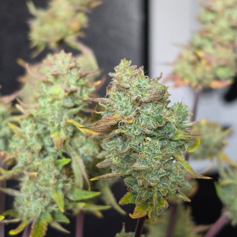 Gold Glue growlog timeline photo