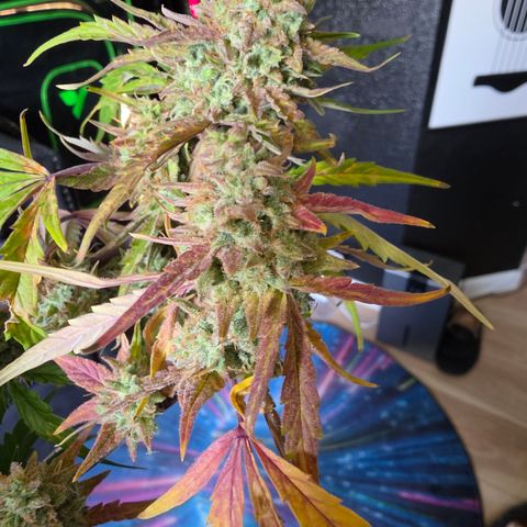 Gold Glue growlog timeline photo