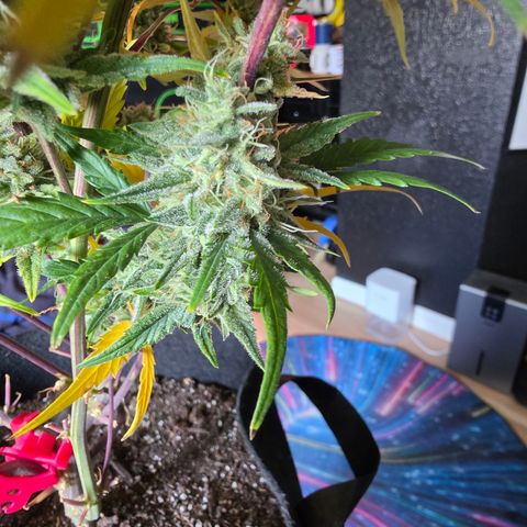 Gold Glue growlog timeline photo