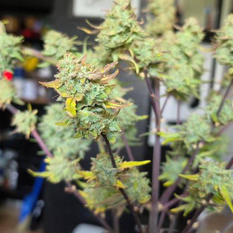 Gold Glue growlog timeline photo
