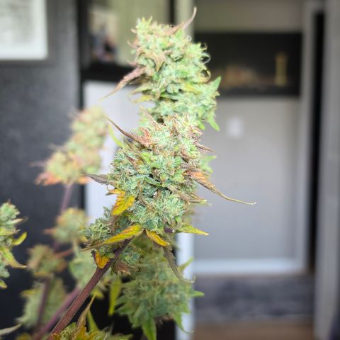 Gold Glue growlog timeline photo