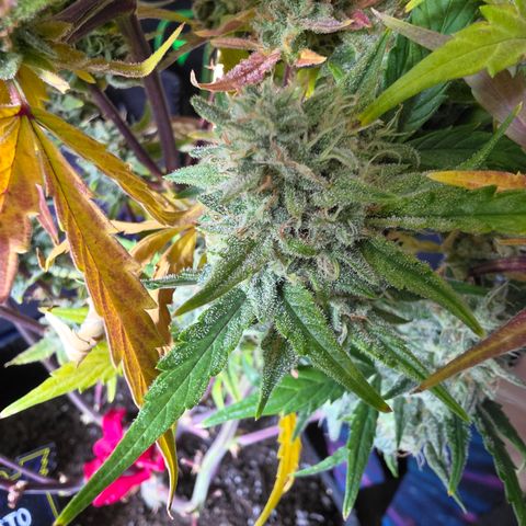 Gold Glue growlog timeline photo