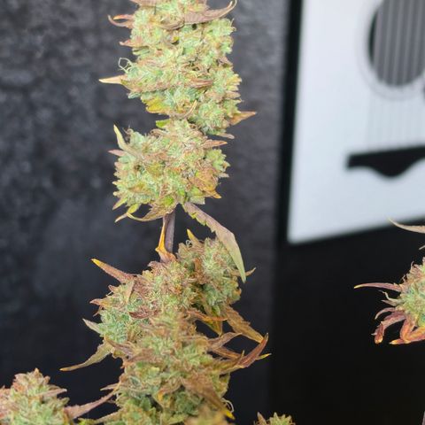 Gold Glue growlog timeline photo