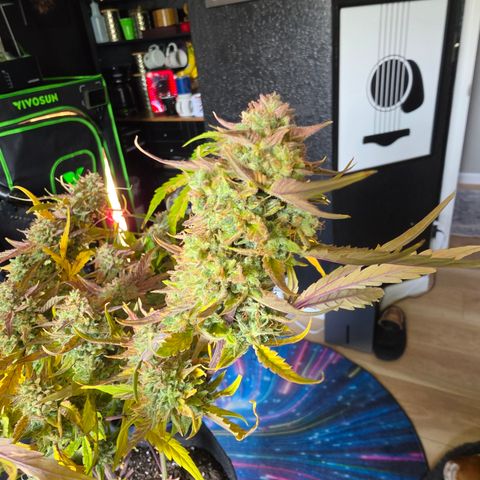 Gold Glue growlog timeline photo