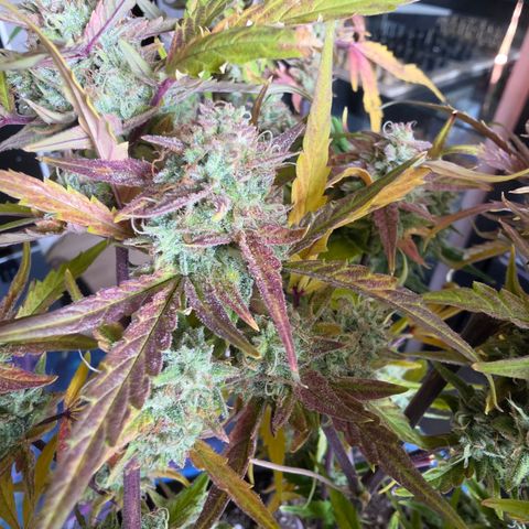 Gold Glue growlog timeline photo