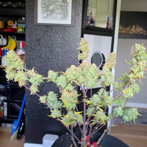 Gold Glue growlog timeline photo
