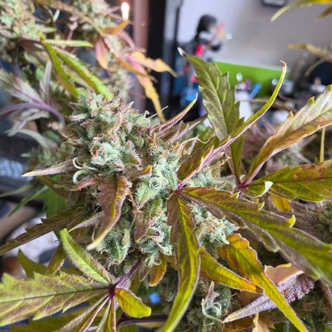 Gold Glue growlog timeline photo