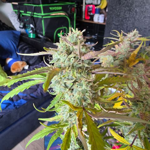 Gold Glue growlog timeline photo