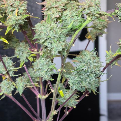 Gold Glue growlog timeline photo