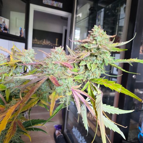 Gold Glue growlog timeline photo