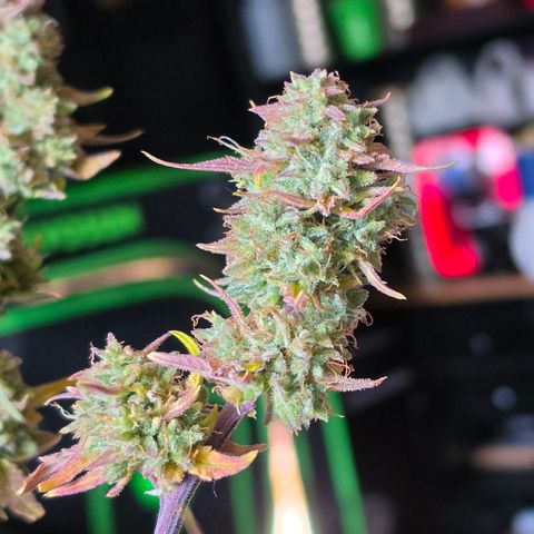 Gold Glue growlog timeline photo