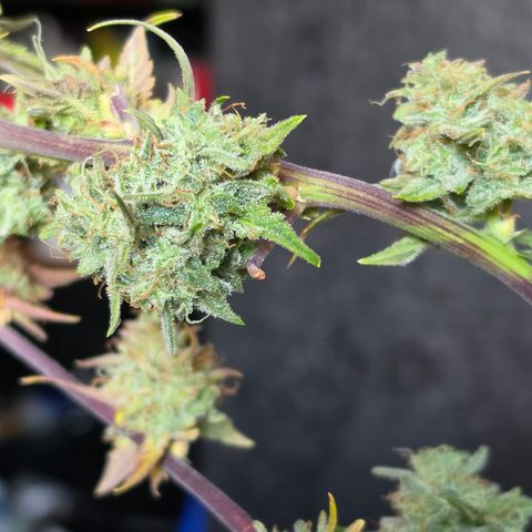 Gold Glue growlog timeline photo