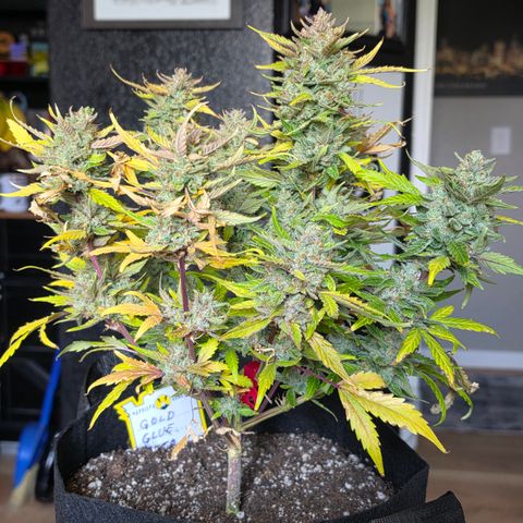 Gold Glue growlog timeline photo