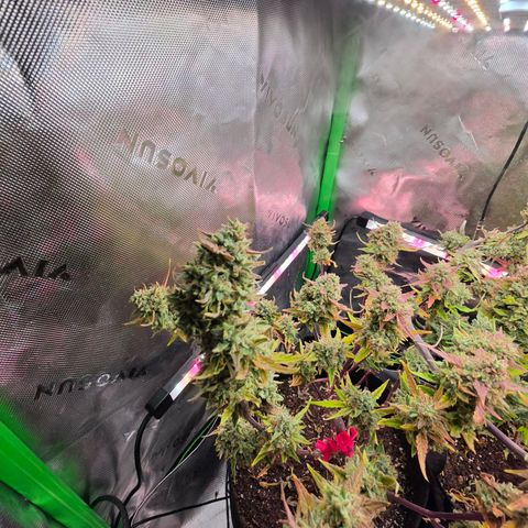 Gold Glue growlog timeline photo