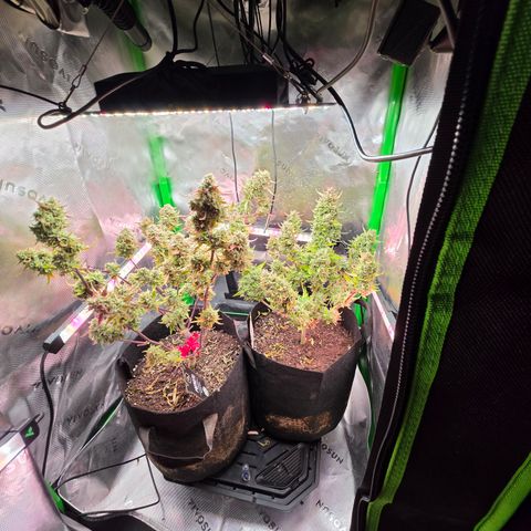 Gold Glue growlog timeline photo