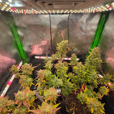 Gold Glue growlog timeline photo