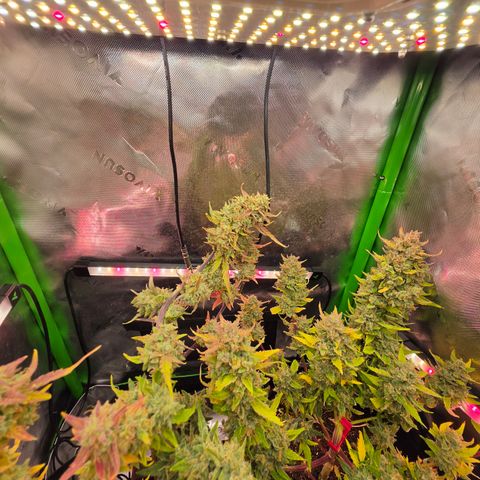 Gold Glue growlog timeline photo