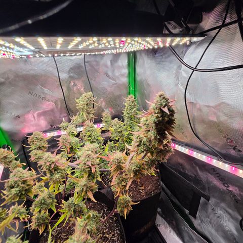 Gold Glue growlog timeline photo