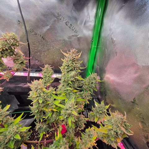 Gold Glue growlog timeline photo
