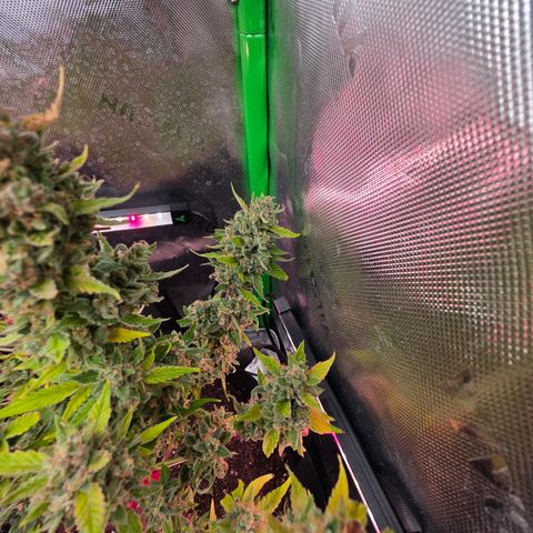 Gold Glue growlog timeline photo