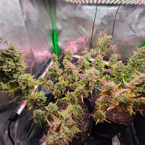 Gold Glue growlog timeline photo