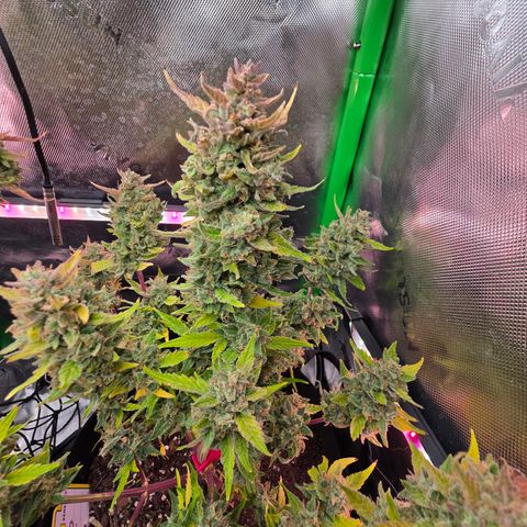 Gold Glue growlog timeline photo