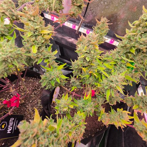 Gold Glue growlog timeline photo