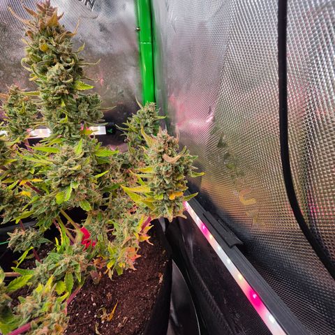 Gold Glue growlog timeline photo
