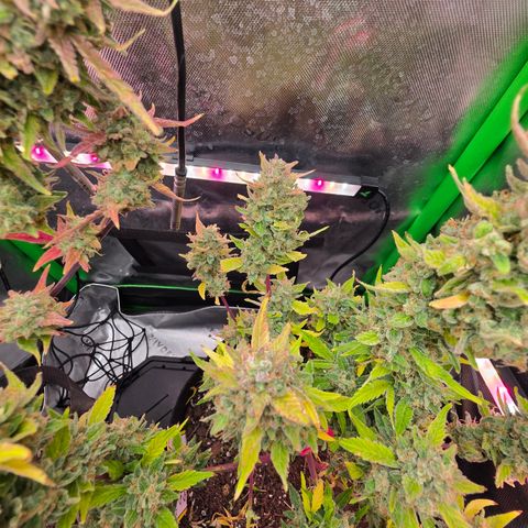 Gold Glue growlog timeline photo