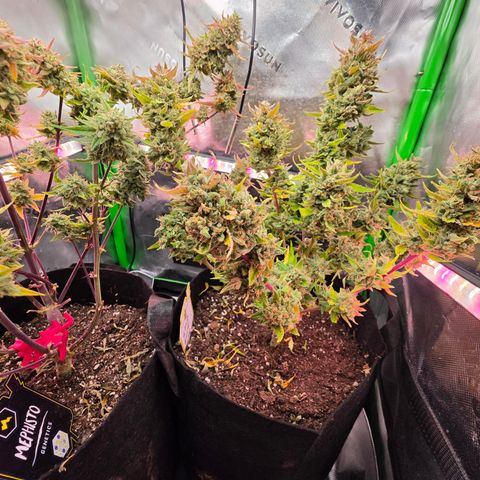 Gold Glue growlog timeline photo