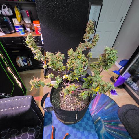 Gold Glue growlog timeline photo