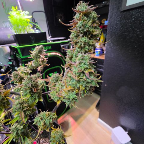 Gold Glue growlog timeline photo