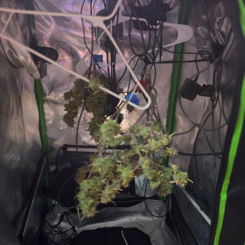 Gold Glue growlog timeline photo
