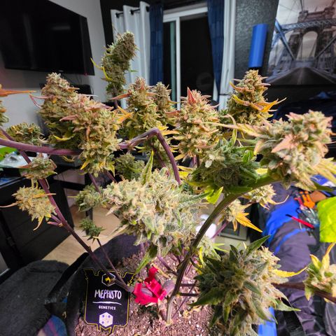 Gold Glue growlog timeline photo