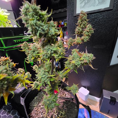 Gold Glue growlog timeline photo